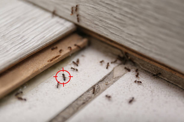 Best Residential Pest Control  in Elkhorn, CA