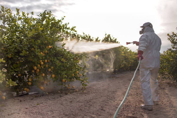 Trusted Elkhorn, CA Pest Control Experts