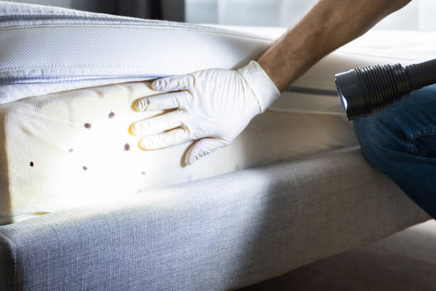 Best Flea Control Services  in Elkhorn, CA